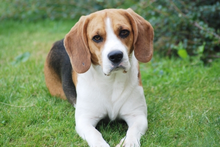 Cute dog is playing outside on the grassの写真素材