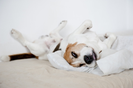 Cute beagle in a funny sleeping positionの写真素材