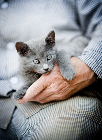 A cute little grey kitten is playing outside with human handsの写真素材