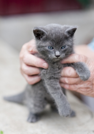A cute little grey kitten is playing outside with human handsの写真素材