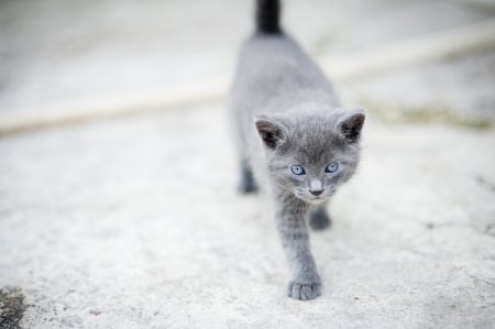 A cute grey kitten is walking outside
の写真素材