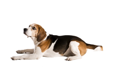 Dog is posing in studio - isolated on white backgroundの写真素材