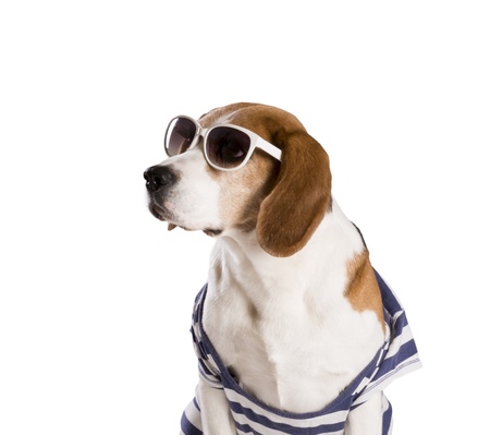 Dog is posing in studio - isolated on white backgroundの写真素材