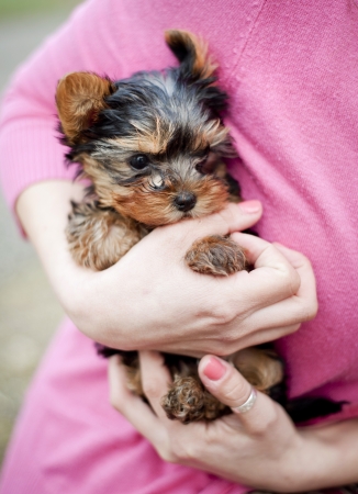 Cute little yorkshire puppy in woman s handsの写真素材