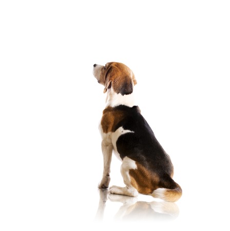 Dog is posing in studio - isolated on white background