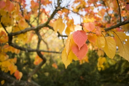 Natural autumnal background, colorful tree foliage, beautiful trees in the park in autumnの写真素材