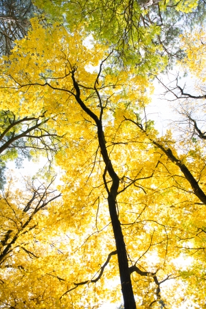 Natural autumnal background, colorful tree foliage, beautiful trees in the park in autumnの写真素材
