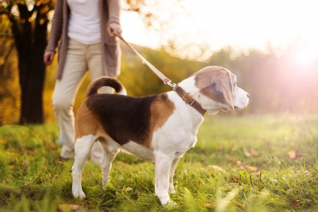 Senior woman walking her beagle dog in countrysideの写真素材
