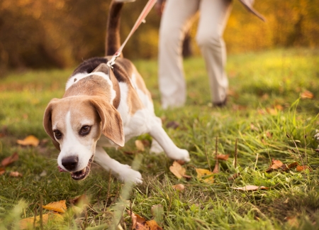 Senior woman walking her beagle dog in countrysideの写真素材