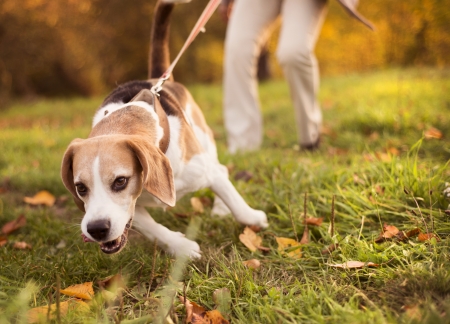 Senior woman walking her beagle dog in countryside