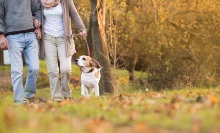 Senior couple walking their beagle dog in autumn countryside