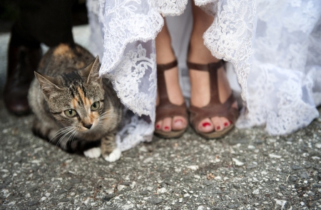 Cat sitting next to bride in wedding dressの写真素材