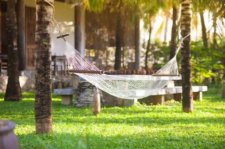 Empty hammock in green, sunny and tropical garden with palm trees の写真素材