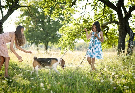 Two sisters playing with their beagle dog in green sunny parkの写真素材