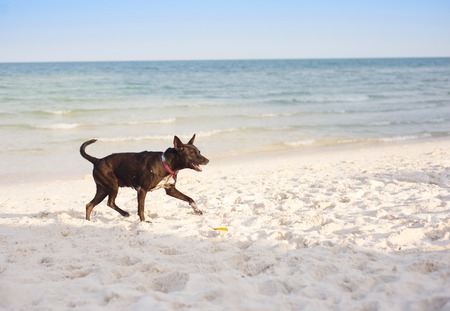 Brown dog running on the sandy beachの写真素材