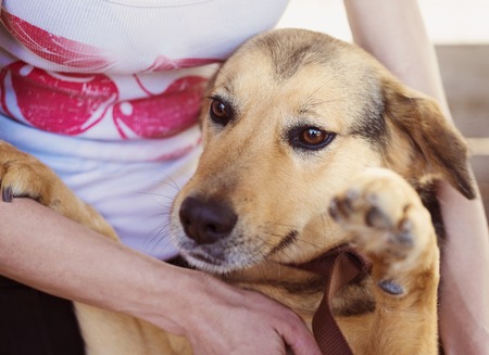Close-up of woman holding and stroking her dogの写真素材