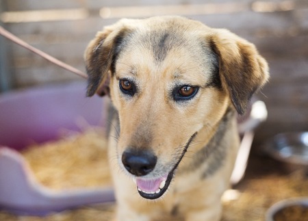 A dog in an animal shelter, waiting for a home