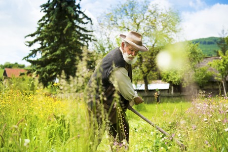 Old farmer with beard using scythe to mow the grass traditionallyの写真素材