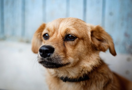 A dog in an animal shelter, waiting for a homeの写真素材
