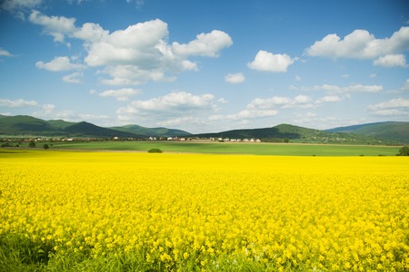 Yellow canola field under blue cloudy skyの写真素材
