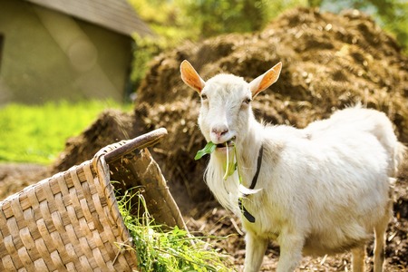Dometic white goat eating grass from basketの写真素材