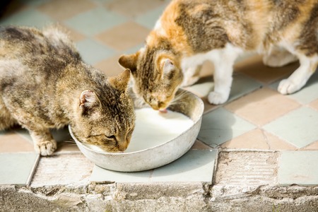 Two catsの写真素材