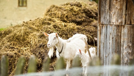 Two goatsの写真素材