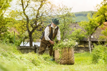 Portrait of old farmer with beard and hat putting mown grass to a big basketの写真素材