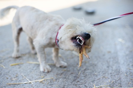 Cute white dog on the lead outside