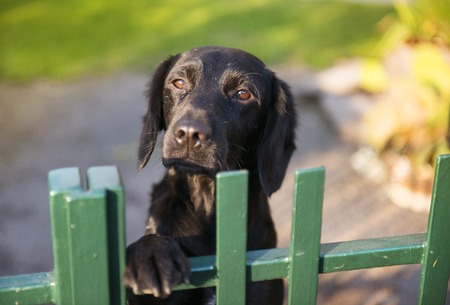Cute black dog behind the garden fenceの写真素材