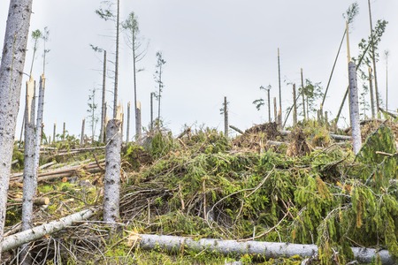 Destroyed forest as an effect of strong storm in High Tatras, Slovakiaの写真素材