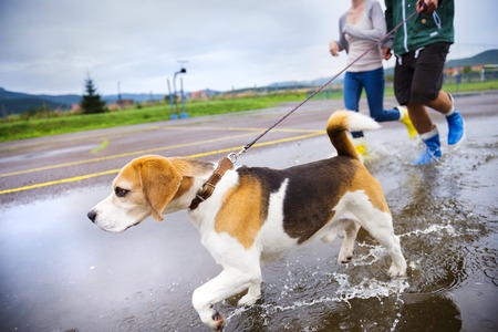 Couple walk dog in rain  Details of wellies splashing in puddles の写真素材