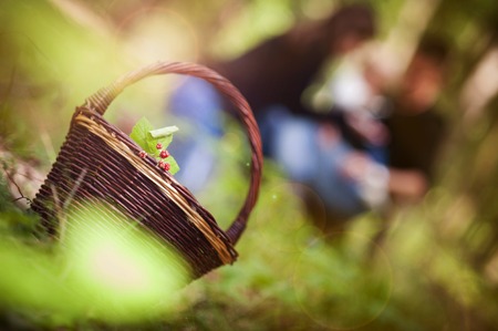 Basket full of forest berries, family picking the berries in the backgroundの写真素材