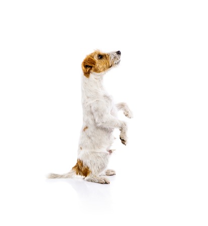 Cute dogの写真素材