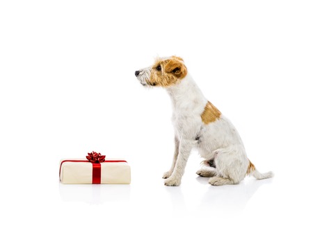 An adorable young parson russell terrier dog standing next to Christmas gift, isolated on white backgroundの写真素材
