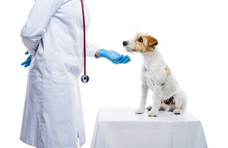 Female veterinarian examining parson russell terrier dog solated on whiteの写真素材