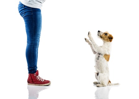 Cute parson russell terrier dog begging to play at owner\'s feet isolated on white backgroundの写真素材
