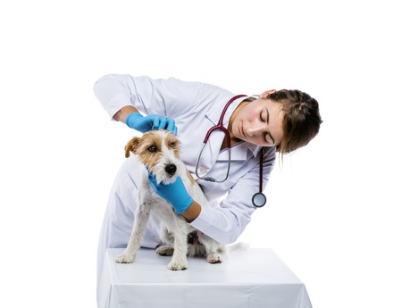 Female veterinarian examining parson russell terrier dog solated on white
