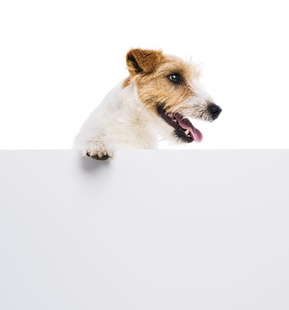 An adorable young parson russell terrier dog above banner or sign, isolated on white backgroundの写真素材