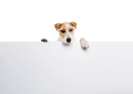 An adorable young parson russell terrier dog above banner or sign, isolated on white backgroundの写真素材