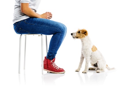 Cute parson russell terrier dog sitting next to woman isolated on white backgroundの写真素材