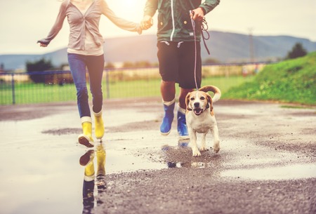 Young couple walk dog in rain. Details of wellies splashing in puddles.