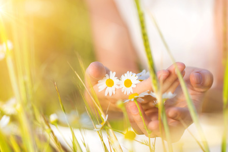 Unrecognizable woman on meadow holding flowers in her hands.の写真素材