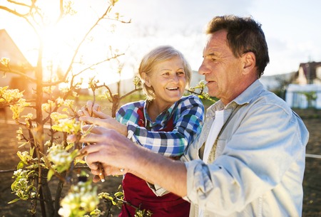 Senior couple pruning apple tree brunches in their gardenの写真素材