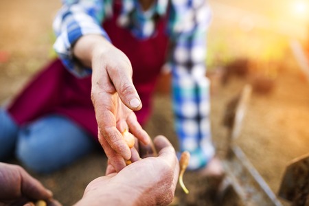 Senior couple plantig onion in their gardenの写真素材
