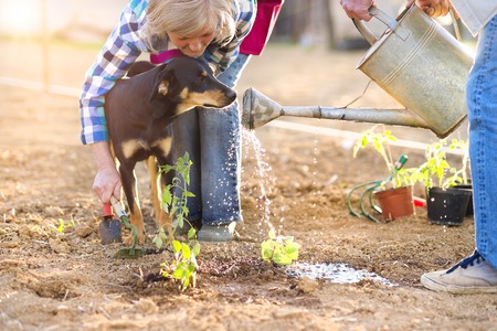 Senior couple watering seedlings in their gardenの写真素材