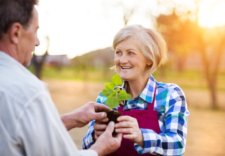 Senior couple planting seedlings in their gardenの写真素材