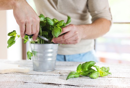 Man cutting basil leaves on a white wooden kitchen tableの写真素材