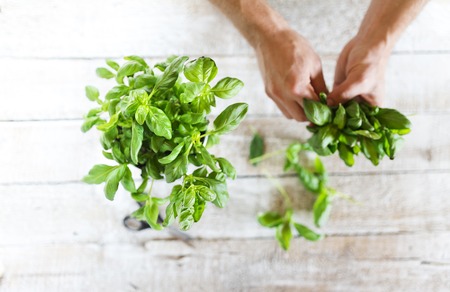 Basil leaves on a white wooden kitchen tableの写真素材