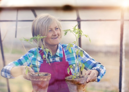 Senior woman planting seedlings into a greenhouseの写真素材